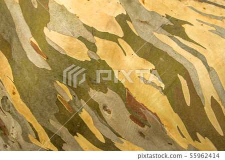 Patchy Bark Of A Wild Eucalyptus Tree Patchy Bark Of A Wild Eucalyptus Tree 55962414
