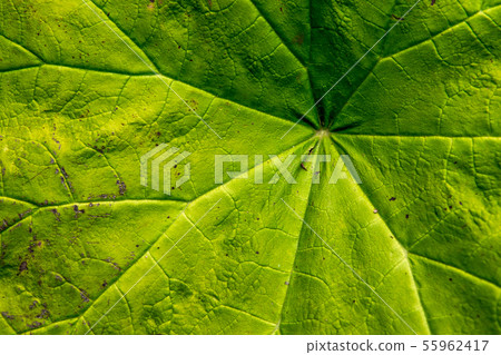 Fresh Green Leaf With Branched Veins Fresh Green Leaf With Branched Veins 55962417