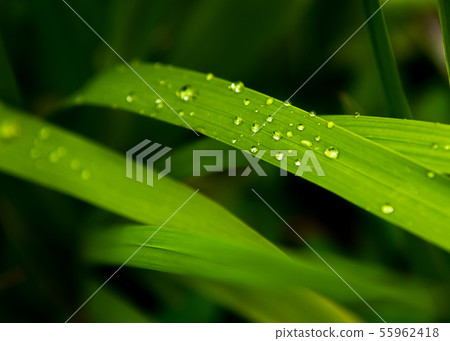 Raindrops Of Pure Water On Green Grass Raindrops Of Pure Water On Green Grass 55962418