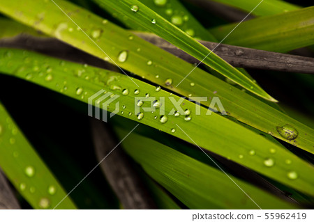 Raindrops Of Pure Water On Green Grass Raindrops Of Pure Water On Green Grass 55962419
