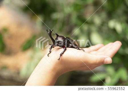Rhinoceros beetle adult insect summer tree insect Rhinoceros beetle adult insect summer tree insect 55962552