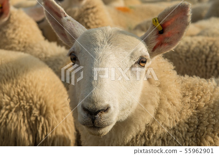 Flock Of White Sheep With Cosy Wool In Scotland 55962901