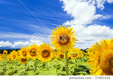 Summer sunflower field 1 55963316