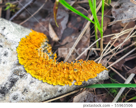 Common orange lichen Xanthoria parietina on the bark of tree trunk in the forest.Yellow scale 55963506