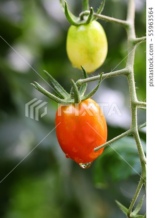 露水的櫻桃西紅柿 露水的櫻桃西紅柿 55963564