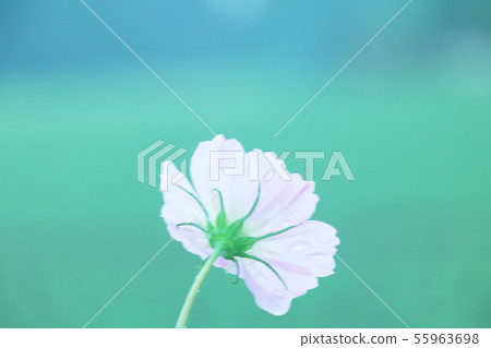 Mosmosu宇宙 55963698