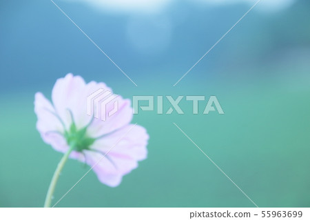 Mosmosu Cosmos 55963699