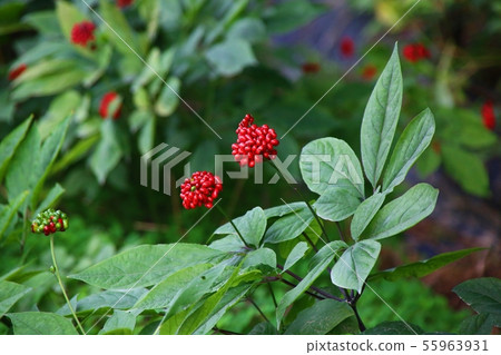 Ginseng berries 55963931