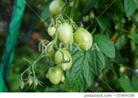 Immature tomato 55964386