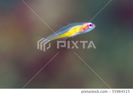 Red goby Red goby 55964515