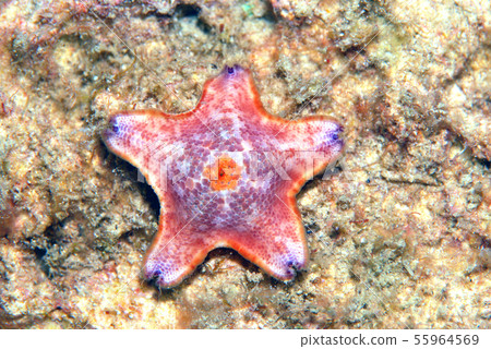 Starfish 55964569