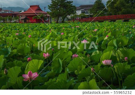 Early morning Saruga Shrine lotus 55965232