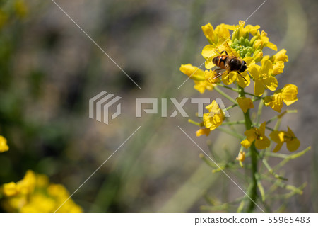 Bee harvesing to rape blossoms Bee harvesing to rape blossoms 55965483