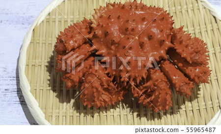 Japan's eel crab (type of crab: edible): delicious! Japan's eel crab (type of crab: edible): delicious! 55965487