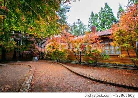 Taiwan Taichung Fushoushan Wuling Farm Maple Leaf Taiwan Taichung Mountain Maple Leaf Taiwan Taichung Fushoushan Wuling Farm Maple Leaf Taiwan Taichung Mountain Maple Leaf 55965602