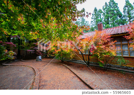 臺灣臺中福壽山武陵農場楓葉Taiwan Taichung Mountain Maple Leaf 55965603