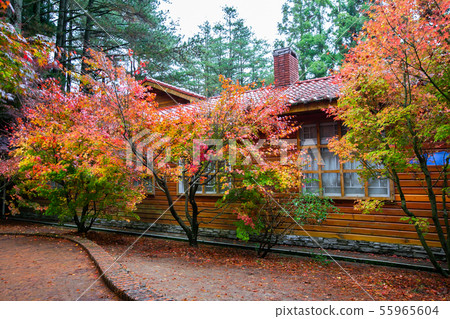臺灣臺中福壽山武陵農場楓葉Taiwan Taichung Mountain Maple Leaf 55965604