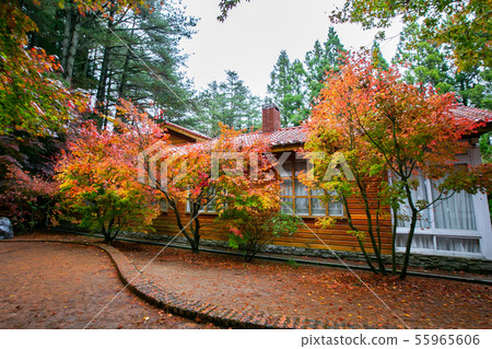 臺灣臺中福壽山武陵農場楓葉Taiwan Taichung Mountain Maple Leaf 55965606