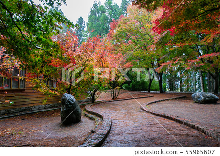 臺灣臺中福壽山武陵農場楓葉Taiwan Taichung Mountain Maple Leaf 55965607