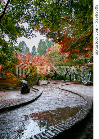 臺灣臺中福壽山武陵農場楓葉Taiwan Taichung Mountain Maple Leaf 55965608