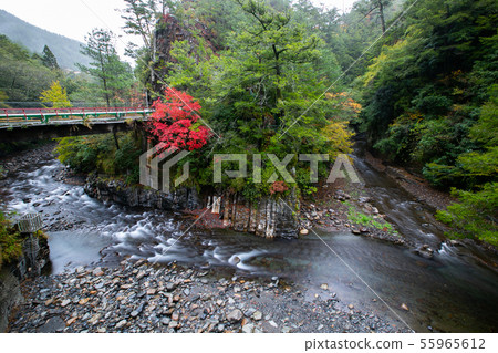 Taiwan Taichung Fushoushan Wuling Farm Maple Leaf Taiwan Taichung Mountain Maple Leaf Taiwan Taichung Fushoushan Wuling Farm Maple Leaf Taiwan Taichung Mountain Maple Leaf 55965612