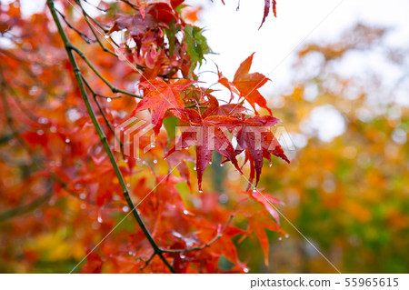 臺灣臺中福壽山武陵農場楓葉Taiwan Taichung Mountain Maple Leaf 55965615