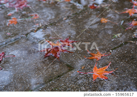 臺灣臺中福壽山武陵農場楓葉Taiwan Taichung Mountain Maple Leaf 臺灣臺中福壽山武陵農場楓葉Taiwan Taichung Mountain Maple Leaf 55965617