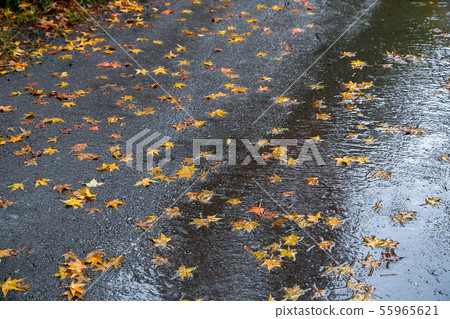 臺灣臺中福壽山武陵農場楓葉Taiwan Taichung Mountain Maple Leaf 55965621