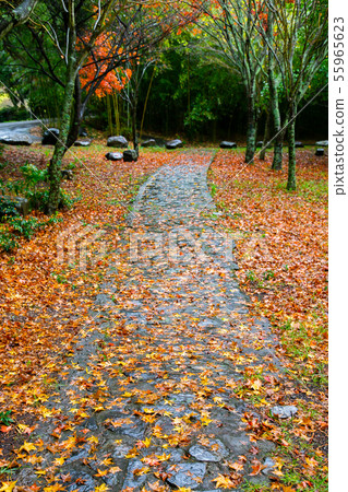 臺灣臺中福壽山武陵農場楓葉Taiwan Taichung Mountain Maple Leaf 55965623
