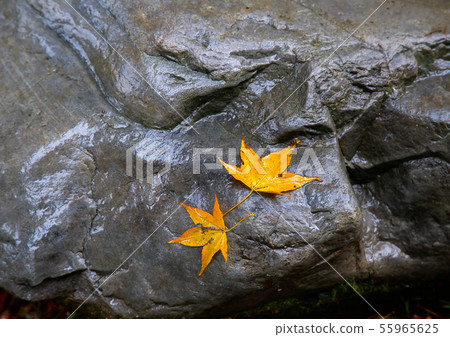 臺灣臺中福壽山武陵農場楓葉Taiwan Taichung Mountain Maple Leaf 臺灣臺中福壽山武陵農場楓葉Taiwan Taichung Mountain Maple Leaf 55965625