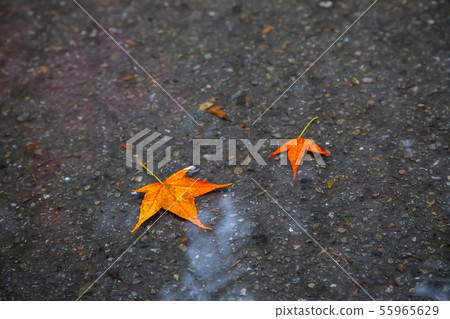 臺灣臺中福壽山武陵農場楓葉Taiwan Taichung Mountain Maple Leaf 臺灣臺中福壽山武陵農場楓葉Taiwan Taichung Mountain Maple Leaf 55965629