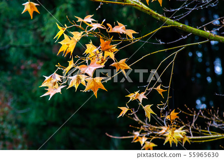 臺灣臺中福壽山武陵農場楓葉Taiwan Taichung Mountain Maple Leaf 55965630