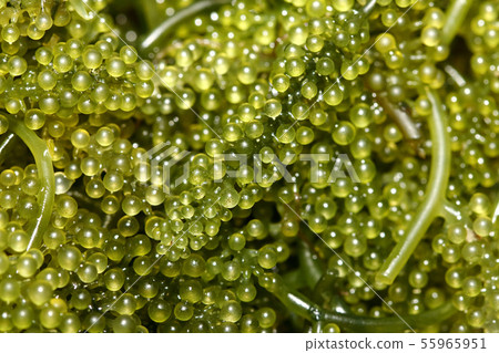 Sea grapes Sea grapes 55965951