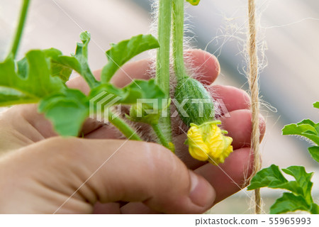 Female hand holds a small ovary of watermelon with a flower in a greenhouse Female hand holds a small ovary of watermelon with a flower in a greenhouse 55965993