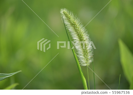 Enokorogusa / Cats 55967536