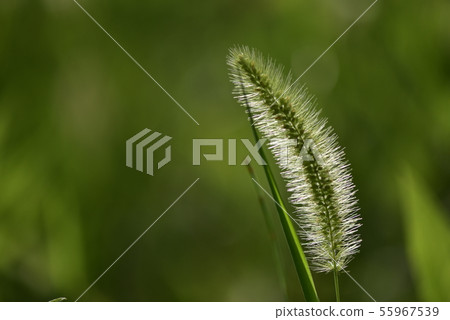 Enokorogusa / Cats 55967539