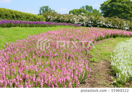 Summer Park Angelona Flower Summer Park Angelona Flower 55968522