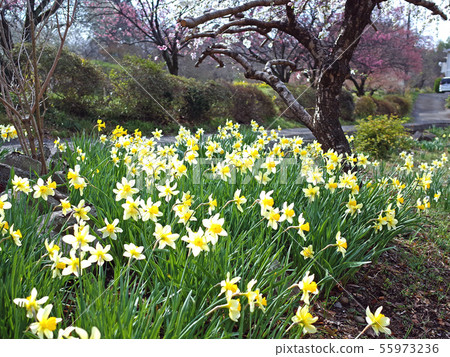 小號水仙Miwa沒有佐藤春天 55973236