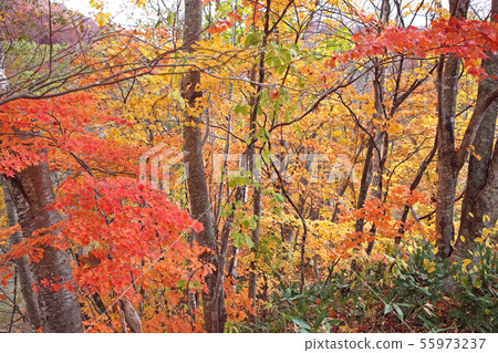 秋葉森林 55973237