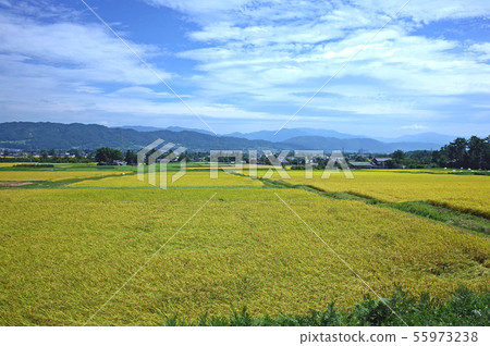安曇野平原富有成果的秋天 55973238