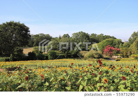 Makimi山公園向日葵 Makimi山公園向日葵 55973290
