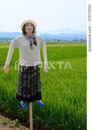 Scarecrow / Scarecrow [Ishikawa Prefecture Nomi City Great Nagano Kakashi Highway] 55973302