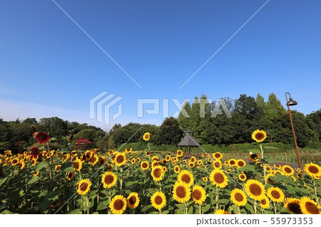Makimi山公園向日葵 Makimi山公園向日葵 55973353