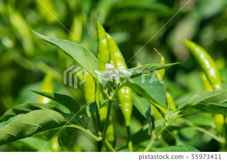 紅辣椒的種植 55973411