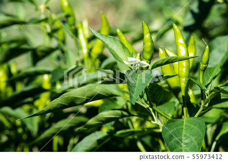 Cultivation of red pepper Cultivation of red pepper 55973412
