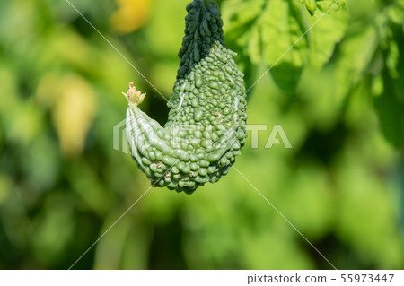 Cultivation of bitter gourd 55973447