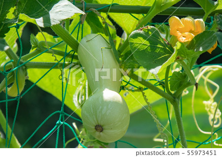 Cultivation of butternut pumpkin Cultivation of butternut pumpkin 55973451
