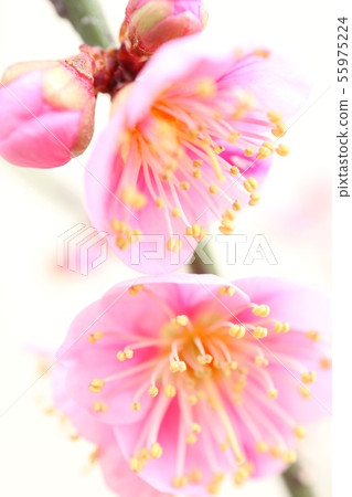 Plum blossoms close-up Plum blossoms close-up 55975224
