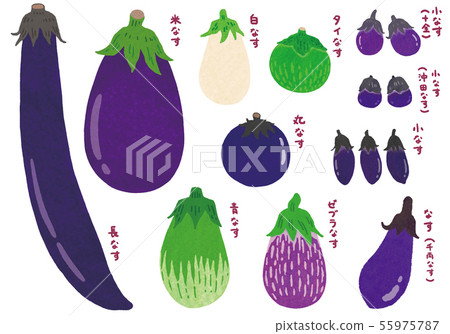 與茄子分類字母的茄子 55975787