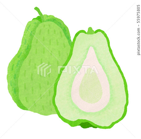 Hayatouri sechium edule 55975805